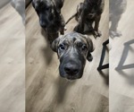 Small #3 Irish Dane