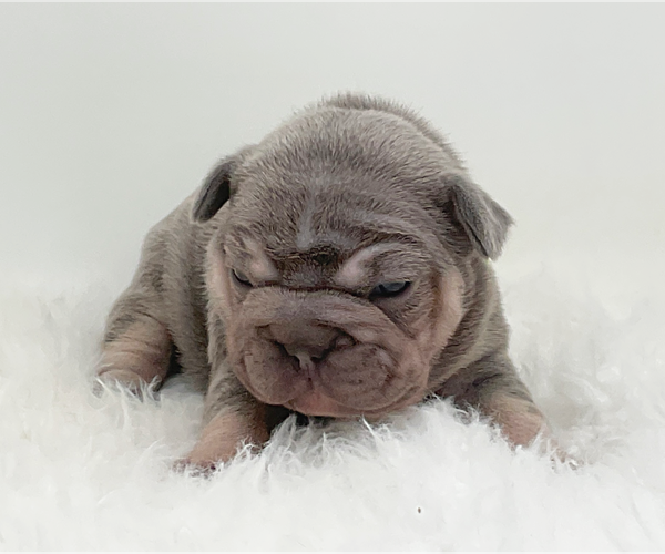 Medium Photo #5 French Bulldog Puppy For Sale in LEHIGH ACRES, FL, USA