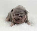 Small #4 French Bulldog