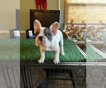 Small Photo #8 French Bulldog Puppy For Sale in WASHINGTON, DC, USA