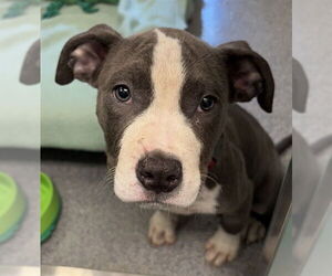 American Pit Bull Terrier-Unknown Mix Dogs for adoption in Waterford, VA, USA