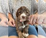 Small #2 F2 Aussiedoodle