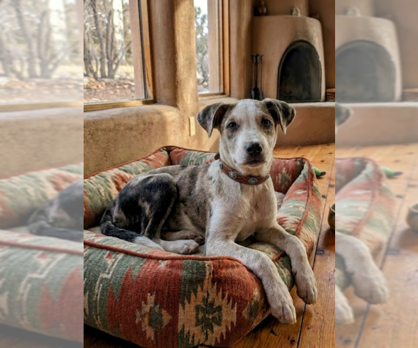 Medium Photo #2 Australian Shepherd-Unknown Mix Puppy For Sale in Pena Blanca, NM, USA