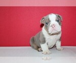 Small Photo #2 English Bulldog Puppy For Sale in HIALEAH, FL, USA