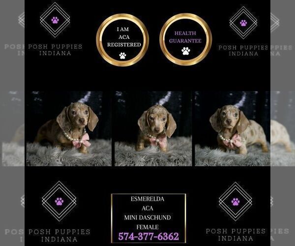 Medium Photo #23 Dachshund Puppy For Sale in WARSAW, IN, USA