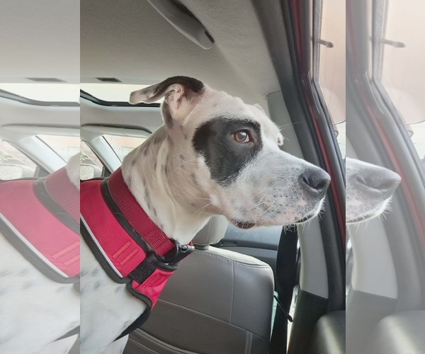 Medium Photo #4 American Staffordshire Terrier-Catahoula Leopard Dog Mix Puppy For Sale in Mouth Of Wilson, VA, USA
