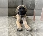 Puppy Tiptoe Mastiff