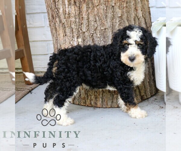 Medium Photo #4 Bernedoodle (Miniature) Puppy For Sale in NARVON, PA, USA
