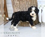 Small #3 Bernedoodle (Miniature)