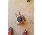 Small Photo #3 Belgian Malinois Puppy For Sale in KATY, TX, USA