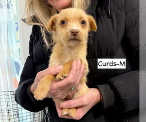 Mutt Dog for Adoption in GILBERTS, Illinois USA