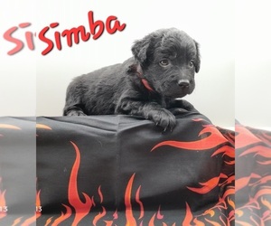 Golden Retriever-Goldendoodle Mix Puppy for sale in MILLVILLE, MN, USA