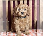 Small #6 Cavapoo