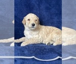 Small Photo #14 Goldendoodle Puppy For Sale in FLOWERY BRANCH, GA, USA