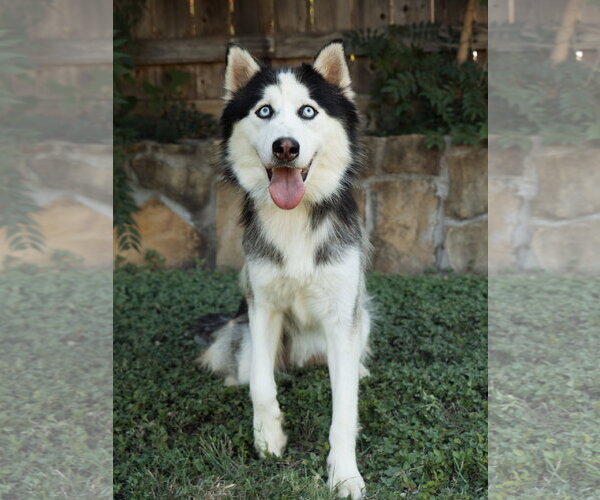 Medium Photo #1 Siberian Husky Puppy For Sale in Carrollton, TX, USA
