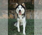 Small Siberian Husky