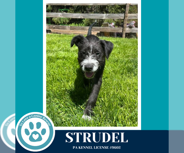 Medium Photo #2 Labrador Retriever-Unknown Mix Puppy For Sale in Kimberton, PA, USA