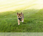 Small #17 Shiba Inu