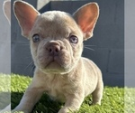 Small Photo #2 French Bulldog Puppy For Sale in WINTER PARK, FL, USA