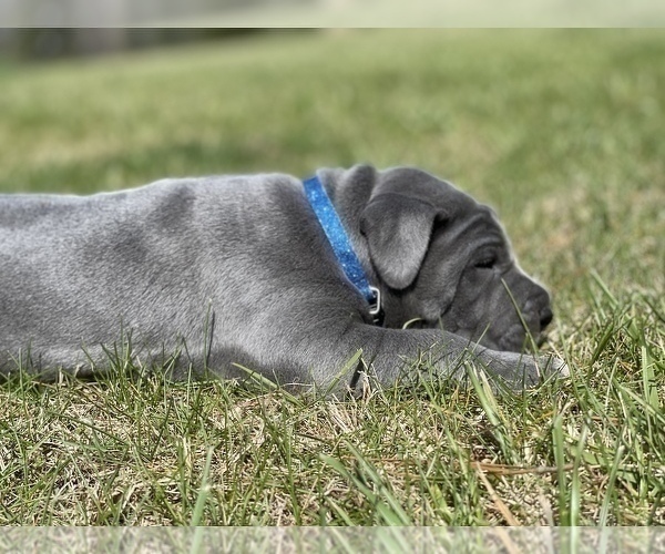 Medium Photo #13 Great Dane Puppy For Sale in PINNACLE, NC, USA