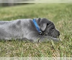 Small Photo #13 Great Dane Puppy For Sale in PINNACLE, NC, USA