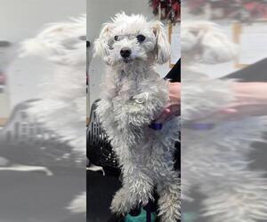 Poodle (Miniature)-Unknown Mix Dogs for adoption in Ogden, UT, USA