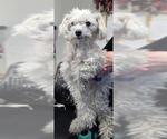 Small Poodle (Miniature) Mix
