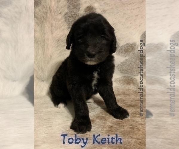 Medium Photo #5 Sheepadoodle Puppy For Sale in CENTURY, FL, USA