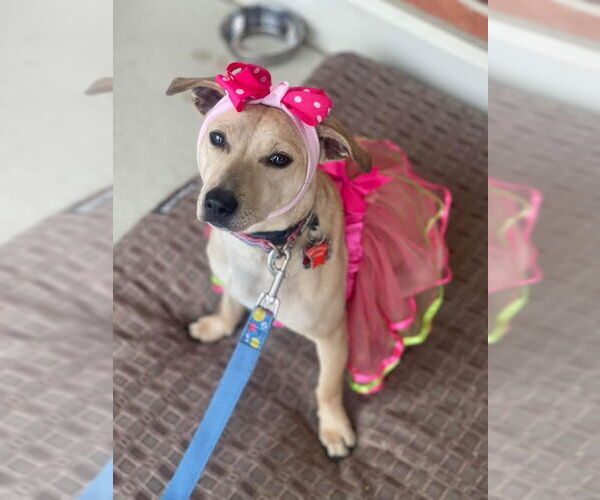 Medium Photo #3 Dachshund-Unknown Mix Puppy For Sale in Mount Laurel, NJ, USA
