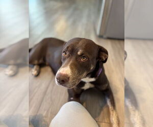 Labrador Retriever-Unknown Mix Dogs for adoption in Caribou, ME, USA