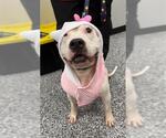 Small #1 Staffordshire Bull Terrier
