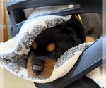 Small #18 Rottweiler