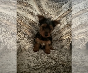 Yorkshire Terrier Puppy for sale in WEST JEFFERSON, OH, USA