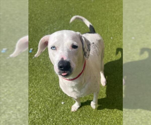 Medium Photo #4 Dalmatian-Unknown Mix Puppy For Sale in Derwood, MD, USA