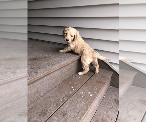 Medium Photo #13 Goldendoodle Puppy For Sale in ALBERT LEA, MN, USA