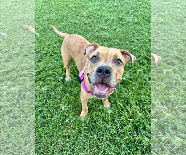 Medium Photo #1 Boxer-Staffordshire Bull Terrier Mix Puppy For Sale in Holly Springs, NC, USA