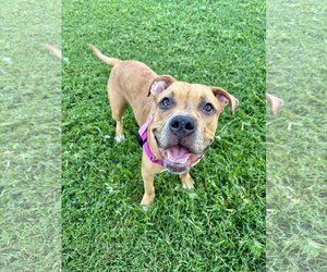 Boxer-Staffordshire Bull Terrier Mix Dogs for adoption in Holly Springs, NC, USA