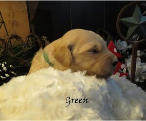 Goldendoodle Puppy for sale in PERRYSVILLE, OH, USA