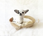 Small #7 Chihuahua