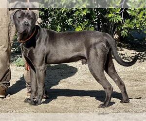Mutt Dogs for adoption in Bakersfield, CA, USA