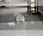 Small #9 Goldendoodle