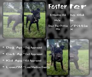 Mutt Dogs for adoption in Jacksonville, NC, USA