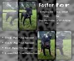 Foster - Male Mutt Dog for Adoption - Small photo