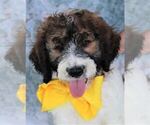 Small Photo #7 Poodle (Standard)-Saint Berdoodle Mix Puppy For Sale in HOLDEN, MO, USA