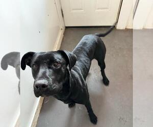 American Pit Bull Terrier-Labrador Retriever Mix Dogs for adoption in Calgary, Alberta, Canada