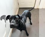 Small American Pit Bull Terrier-Labrador Retriever Mix