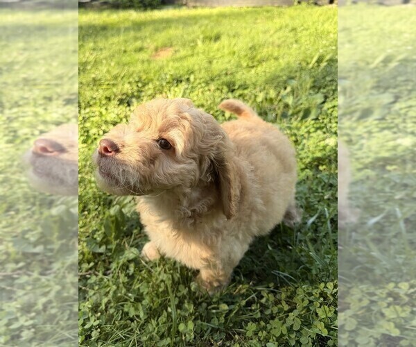 Medium Photo #75 Aussiedoodle Puppy For Sale in ASHEVILLE, NC, USA