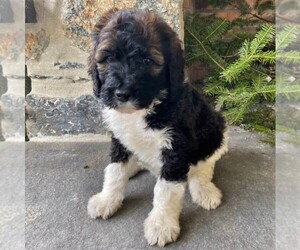 Bernedoodle-Poodle (Standard) Mix Puppy for sale in CONESTOGA, PA, USA