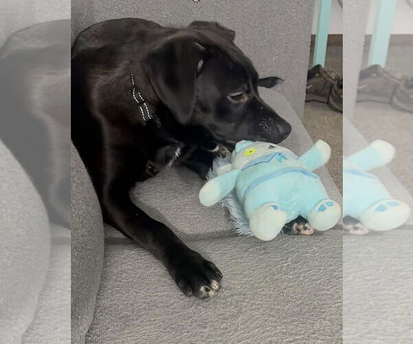 Medium Photo #3 American Pit Bull Terrier-Labrador Retriever Mix Puppy For Sale in Princeton, MN, USA