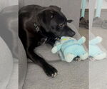 Small #2 American Pit Bull Terrier-Labrador Retriever Mix